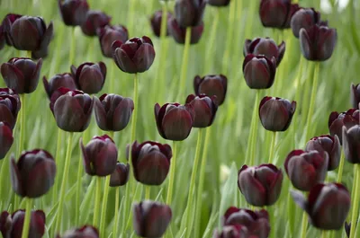 Много черных тюльпанов на зеленом поле | Обои для телефона