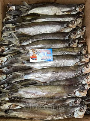 Чехонь слабосоленая: продажа, цена в Днепре. Сушеная рыба от  \"интернет-магазин \"МИР\" Морепродукты Икра Рыба\" - 1067833494