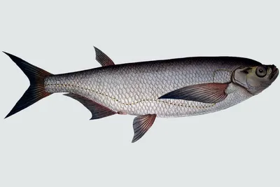 Чехонь – описание рыбы, внешний вид, ловля, рецепты - Rybak24