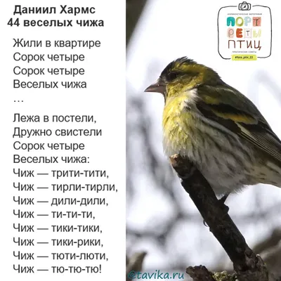 Чиж на \"Портретах птиц\" - tavika.ru