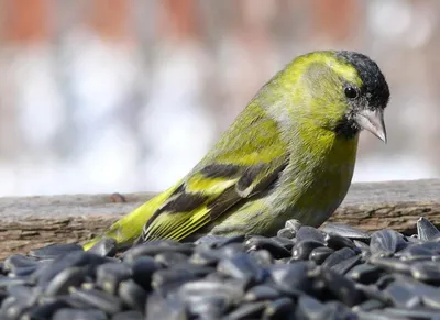 Птица чиж: что говорит наука о певчей птахе?