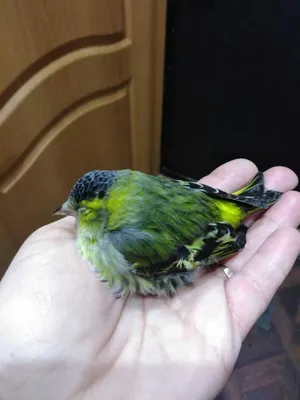 Замёрзший птиц | Пикабу
