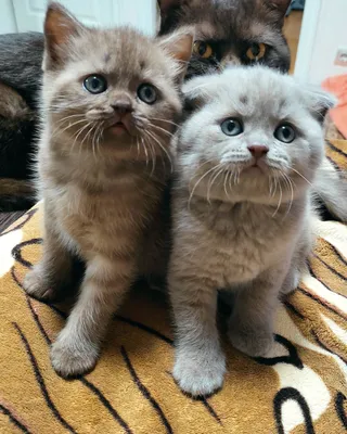 Помет W. Шотландские котята носители циннамона, фавна: scottish fold \u0026  scottish straight, рожденные 21.01.2019г. от пары шотландских кошек  Sundorado Estell + Hamilton MeowClub *BY