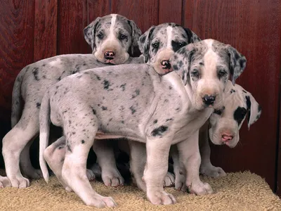 Немецкий дог | Dane dog, Great dane dogs, Dane puppies