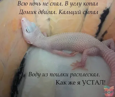 تويتر \\ _G_of_F_ على تويتر: \"Будни #эублефара от Ранчо. #geckosets #geckos  #leopardgeckos #eublepharis #рептилии #пятнистыйэублефар #эублефар #ящерицы  https://t.co/zouPcgCIHv\"