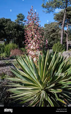 Yukka pflanze -Fotos und -Bildmaterial in hoher Auflösung – Alamy