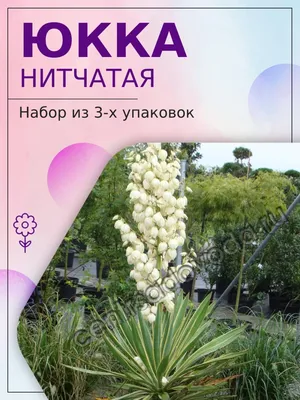 Юкка 1-2-3-4 ствола купить в Москве с доставкой в интернет магазине Pilea