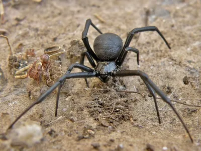 Осторожно: ядовитые пауки! » Новини Одеси | ГРАД