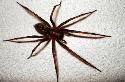 Ядовитых пауков украины фото