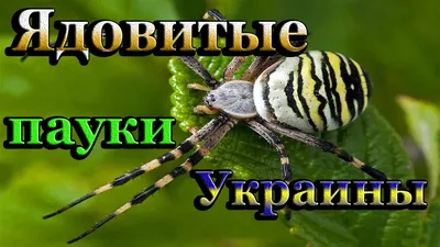 Какие ядовитые пауки водятся в Украине? Как спастись от укусов паука! -  YouTube