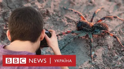 Каракурт, тарантул и черная вдова: Одесскую область атакуют ядовитые пауки  (фото, видео) - «ФАКТЫ»