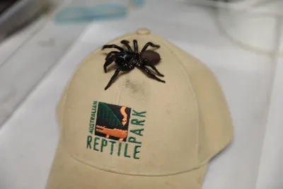 В Австралии найден рекордный экземпляр ядовитого паука - новости Украины,  Мир - LIGA.net