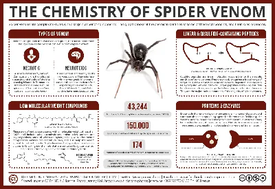 Химия яда пауков