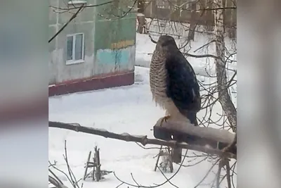 В Новосибирске заметили больших хищных птиц — они пожирают ворон и голубей  - 12 ноября 2018 - НГС