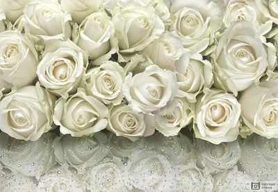 Фотообои \"3D Розы белые\" - Арт. 020299 | Купить в интернет-магазине Уютная  стена