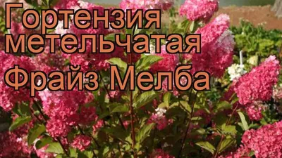 Купить Гортензия метельчатая Фрайз Мельба С15 30-40 недорого по цене 2  550руб.|Garden-zoo.ru