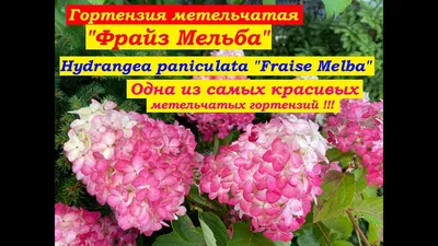 Гортензия метельчатая Фрайз Мельба \\ Hydrangea paniculata Fraise Melba (  саженцы 3 года), цена 350 грн — Prom.ua (ID#1277503118)
