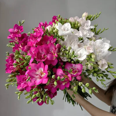 Бело-розовый букет из 101 фрезии | Бесплатная доставка цветов по Москве
