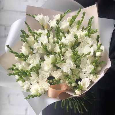 101 белая фрезия в букете | Бесплатная доставка цветов по Москве