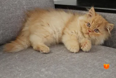 Купить длинношерстного шотландского котенка по кличке Keanu Reeves хайленд- страйт красного, рыжего окраса в Минске
