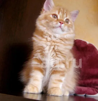 Котенок красный мраморный. Хайленд-страйт — купить в Красноярске. Кошки на  интернет-аукционе Au.ru