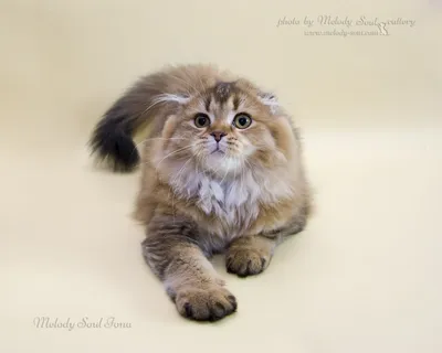 Хайленд фолд кошка | Смотреть 55 фото бесплатно