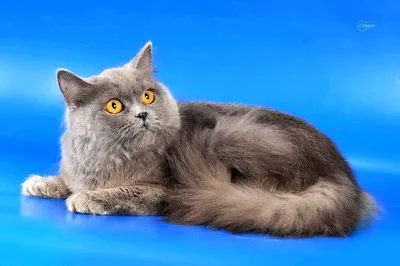 Шотландская кошка прямоухая длинношерстная (58 лучших фото)