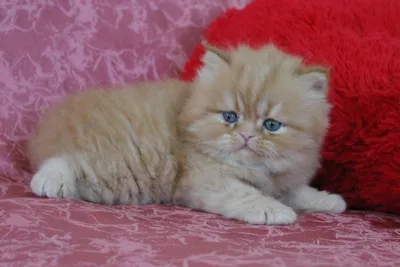 Помет E2. Шотландские котята, рожденные 06.07.2019г. от пары кошек CH. +  CH. Hamilton MeowClub *BY