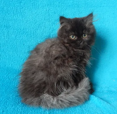 scottish cat: Кошечка черная серебристая хайленд страйт. Котята на продажу