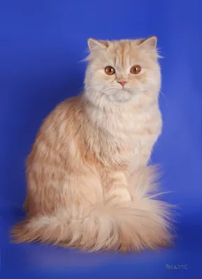 Шотландская прямоухая длинношерстная кошка хайленд страйт - 34 фото:  смотреть онлайн