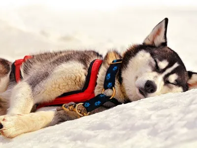Фото Собака хаски в упряжке спит на снегу