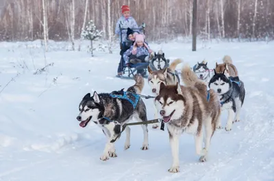 Катание на собачьих упряжках | Хаски-центр Аквилон в Челябинске