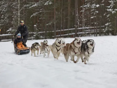 Восемь лохматых сил: новогодний тест-драйв собачьей упряжки - КОЛЕСА.ру –  автомобильный журнал