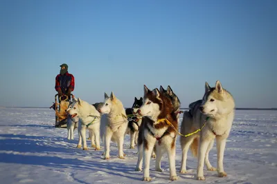 Прощальный поход с хаски по льду Горя-моря на упряжке. Счастье и грусть,  красота и свобода | In Dogs we Trust | Дзен