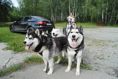 Катание на собачьих упряжках в Челябинске | Быстрай
