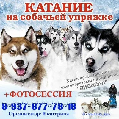 Катание на собачьей упряжке, в парке «Семья» — аттракцион в Ульяновске