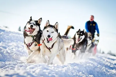 Собаки в упряжке (57 фото) | Общество Норвегии