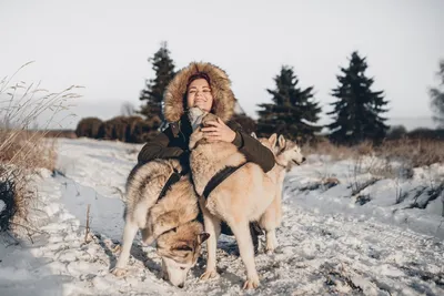 Сказочная поездка в зимней собачьей упряжке — Travel Blog
