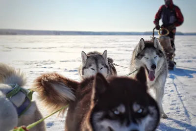 Прощальный поход с хаски по льду Горя-моря на упряжке. Счастье и грусть,  красота и свобода | In Dogs we Trust | Дзен