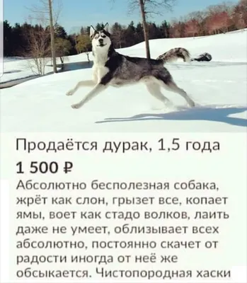 Собака хаски - 100 фото