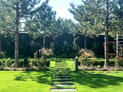 Хвойные композиции в саду (фото)