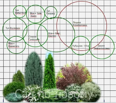 Хвойные композиции можно научиться составлять под идею своего сада | Идеи  озеленения, Композиции цветников, Дизайн озеленение