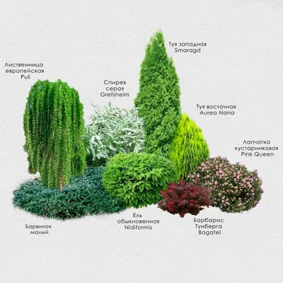 Идеи для сада: фото пример композиции из хвойных и лиственных растений