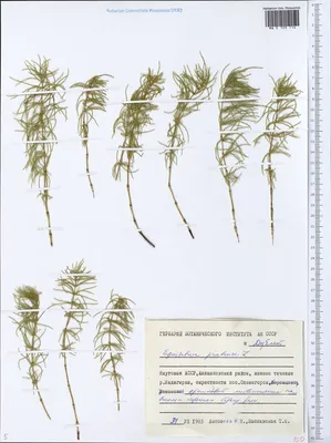 MW0159714, Equisetum pratense (Хвощ луговой), specimen