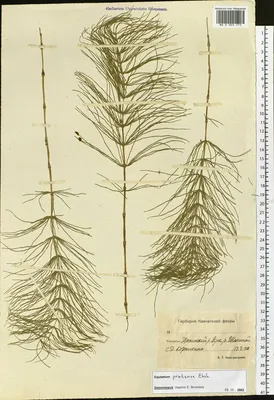 MW0003072, Equisetum pratense (Хвощ луговой), specimen