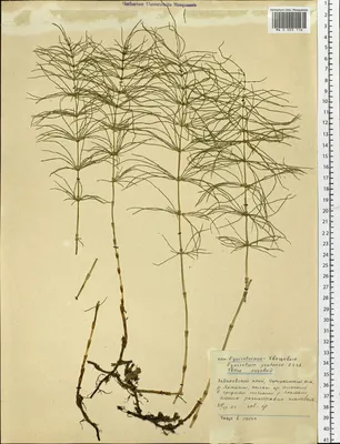 MW0003116, Equisetum pratense (Хвощ луговой), specimen