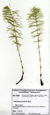 Equisetum pratense Ehrh. - Хвощ луговой - гербарий