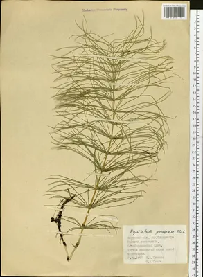 MW0003115, Equisetum pratense (Хвощ луговой), specimen