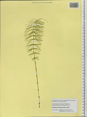 MW0003156, Equisetum pratense (Хвощ луговой), specimen