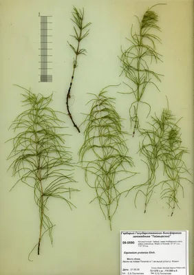 гербарий Equisetum pratense Ehrh. - Хвощ луговой